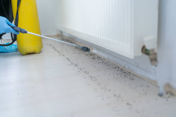 Best Pest Removal Services  in Buena Park, CA